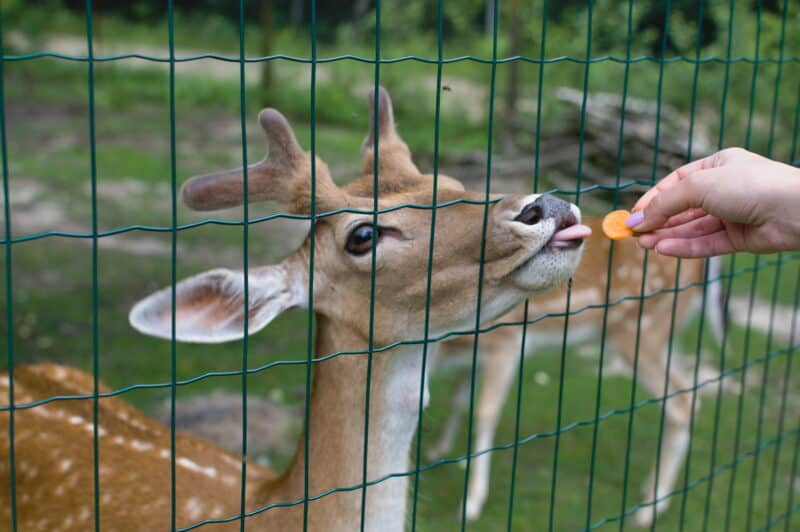 a deer eating a carrot slice