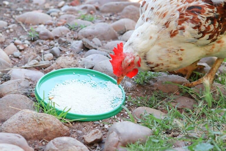 20 Ideas To Feed Your Chickens Without Buying Feed