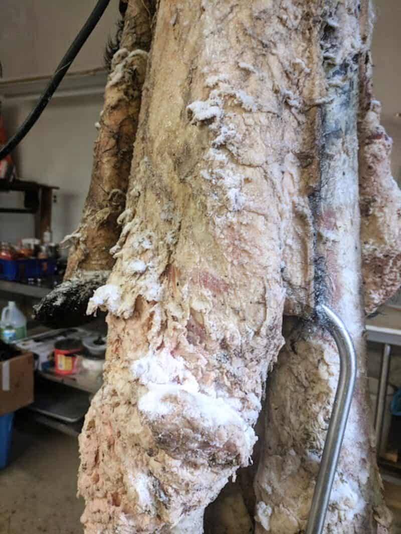 a dried and salted cow hide