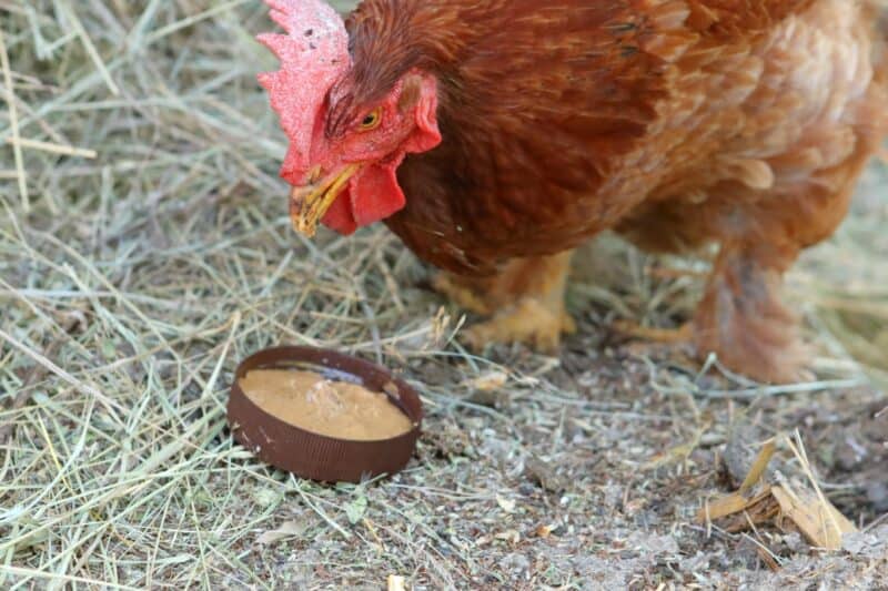 a hen eating peanut butter