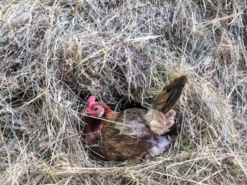 a hen sitting on a pile of hay