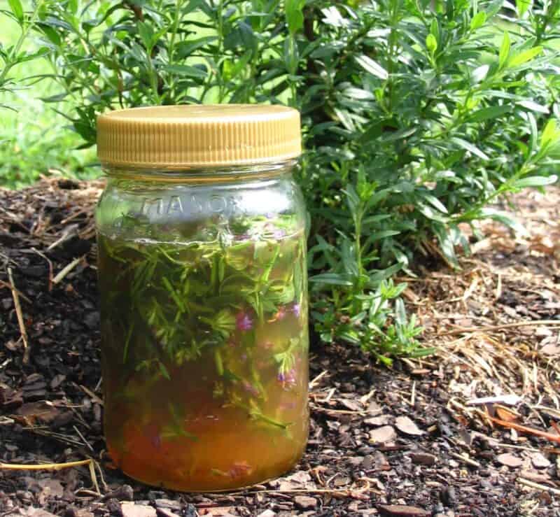 a jar of homemade hyssop oxymel