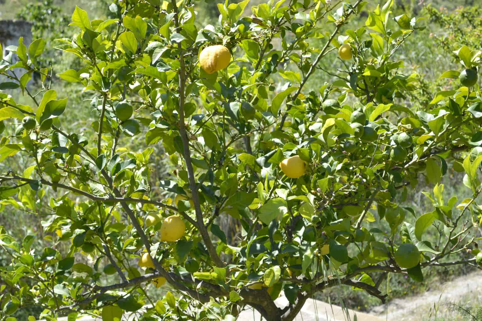 a lemon tree