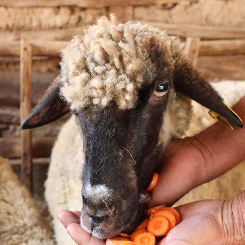 a sheep eating a sliced carrot