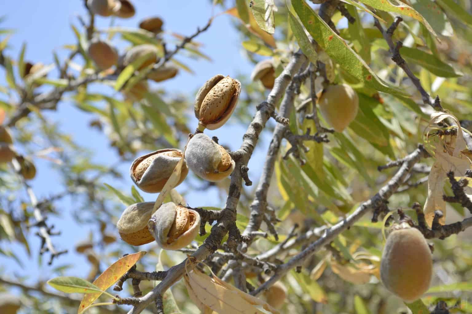 22 Fruits That Are Single-Seeded