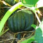 an acorn winter squash growing in the garden