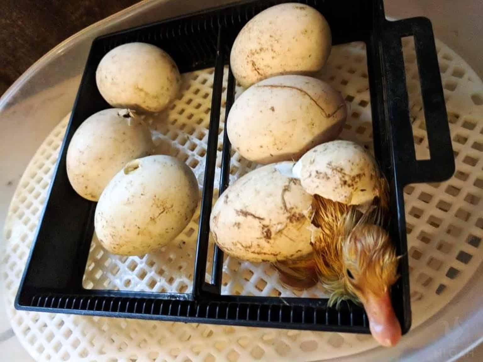baby duckling hatching from egg