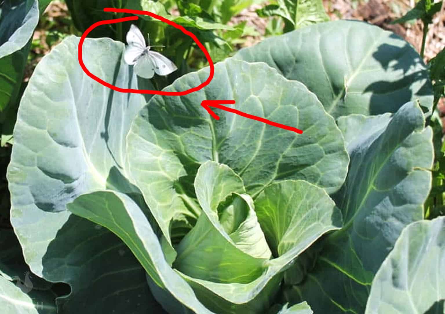 cabbage moth next to cabbage