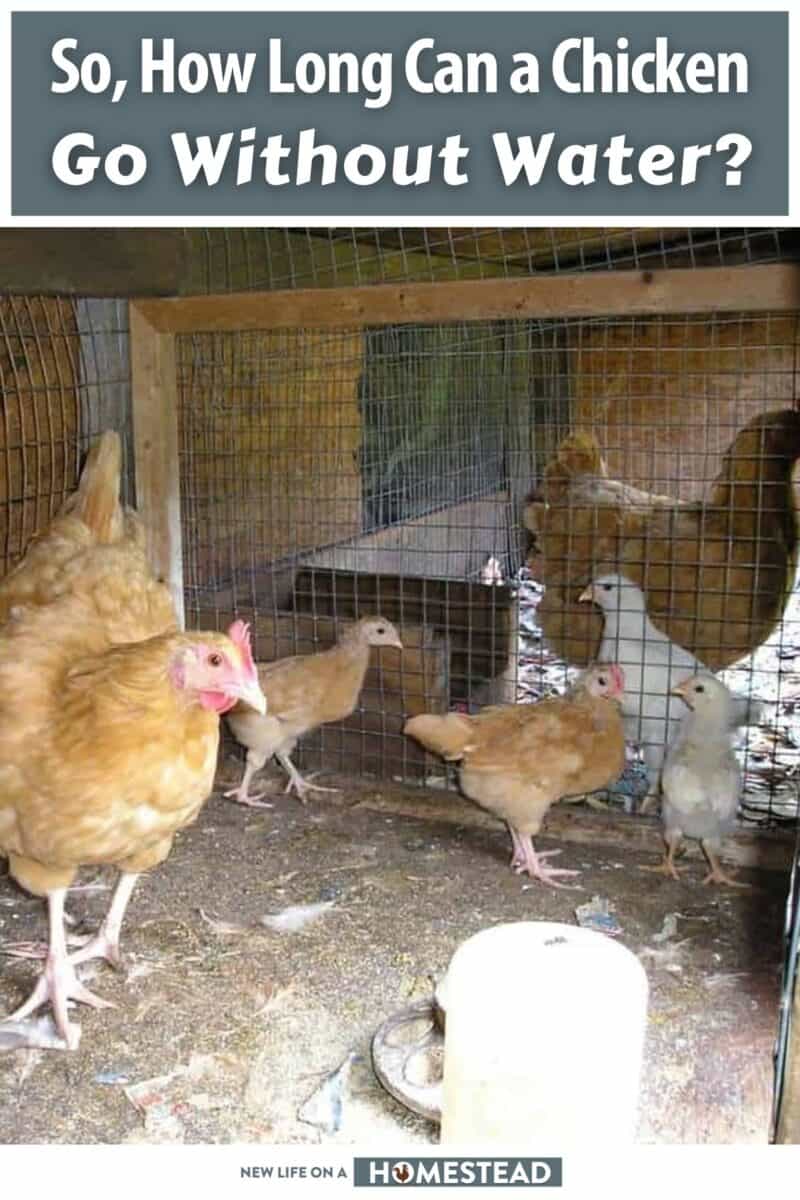 chickens without water pinterest