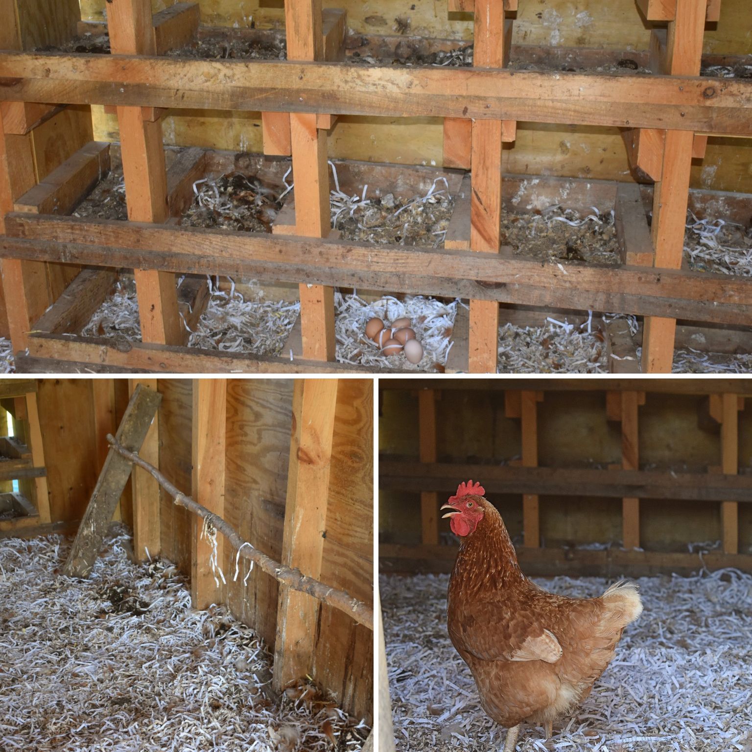 cleaning chicken coop collage