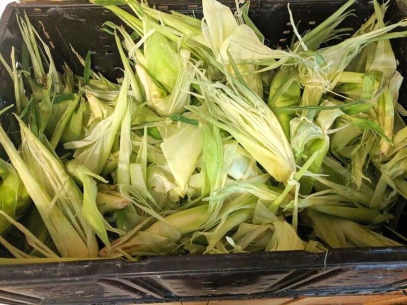 corn husks in plastic crate