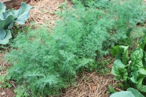 dill growing in raised bed