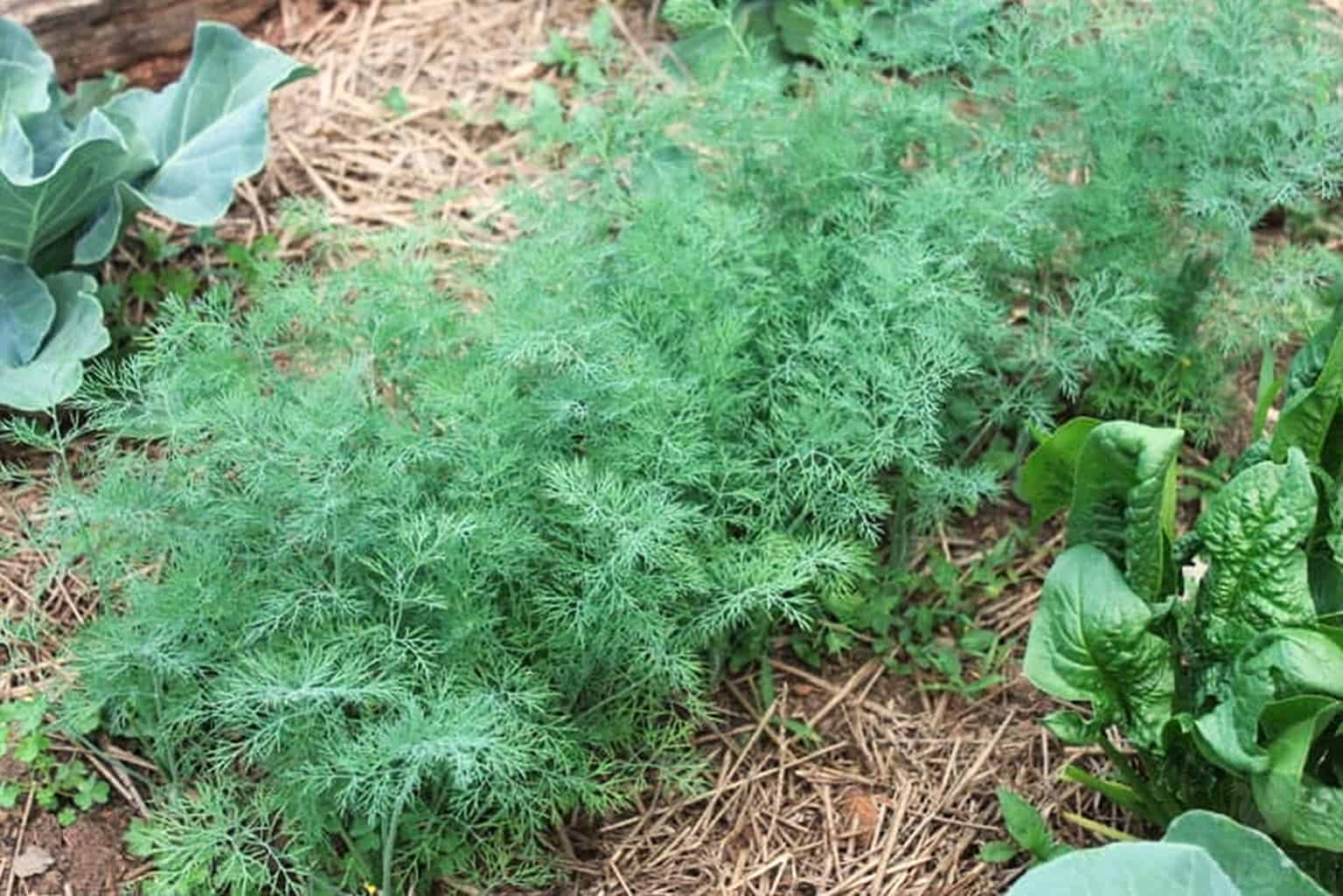 dill growing in raised bed