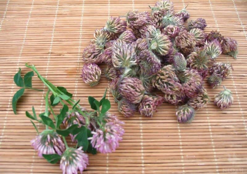 dried red clover flowers