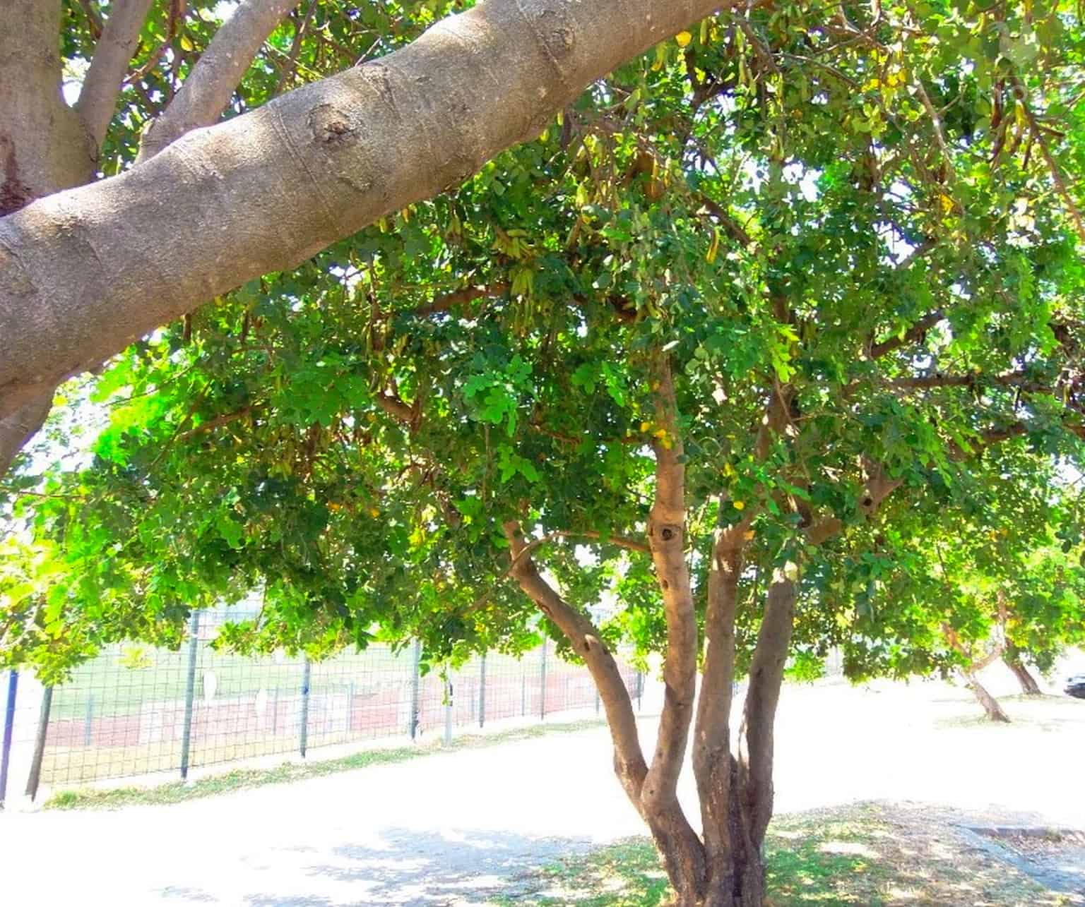 false acacia tree Robinia Psuedoacacia nitrogen fixer