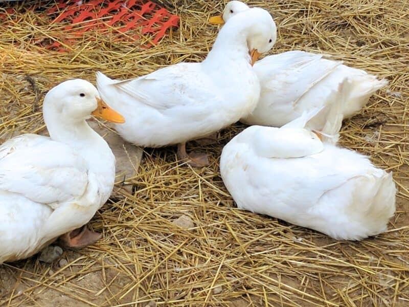 four Pekin ducks