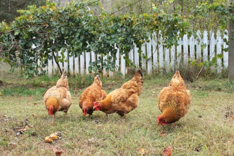four freedom ranger hens foraging for fallen grapes