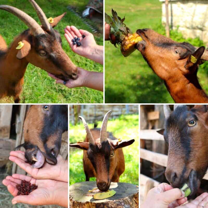 fruits goats can eat collage