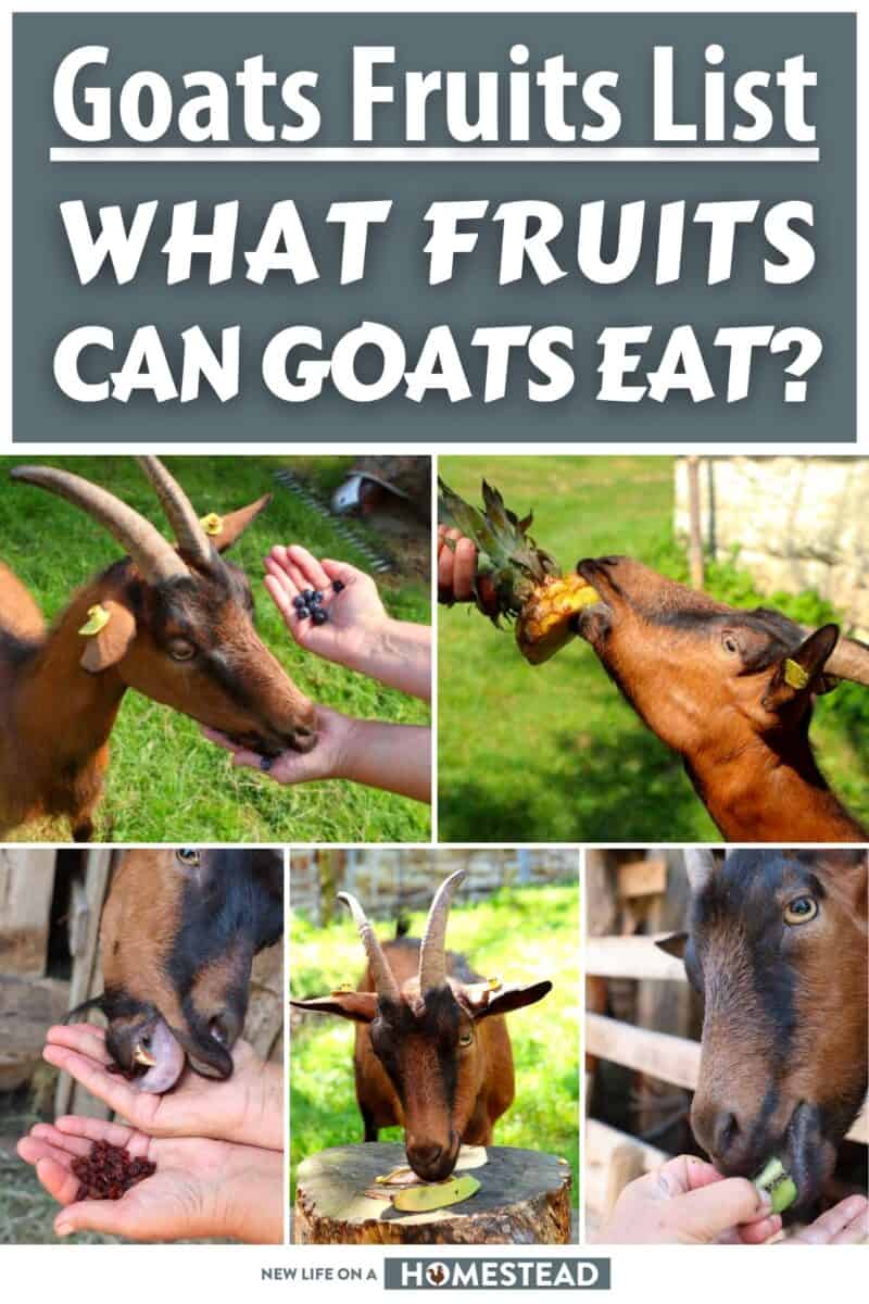 fruits goats can eat pinterest