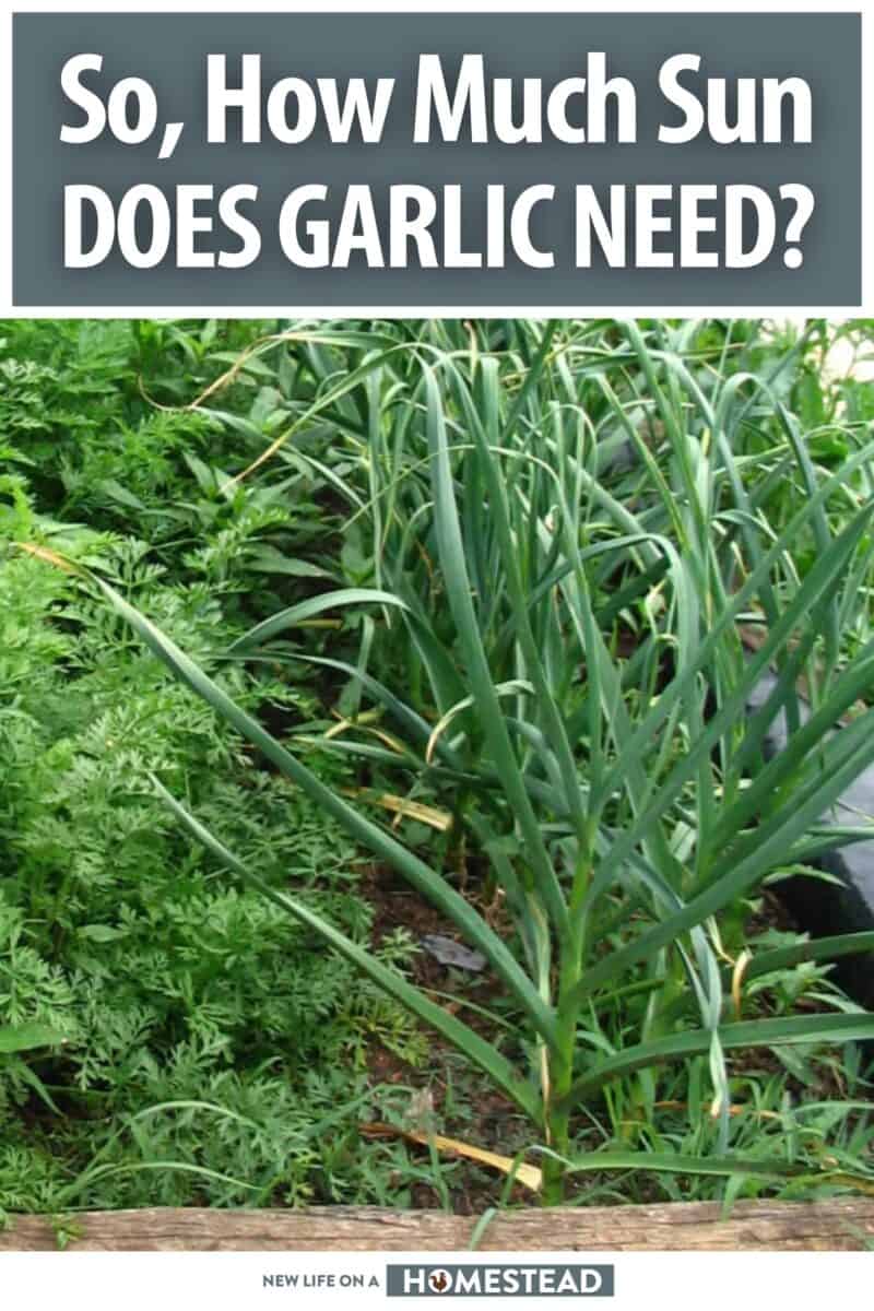 garlic sun needs pinterest