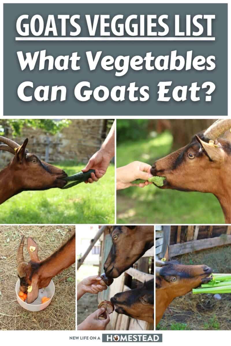 goats veggies list pinterest