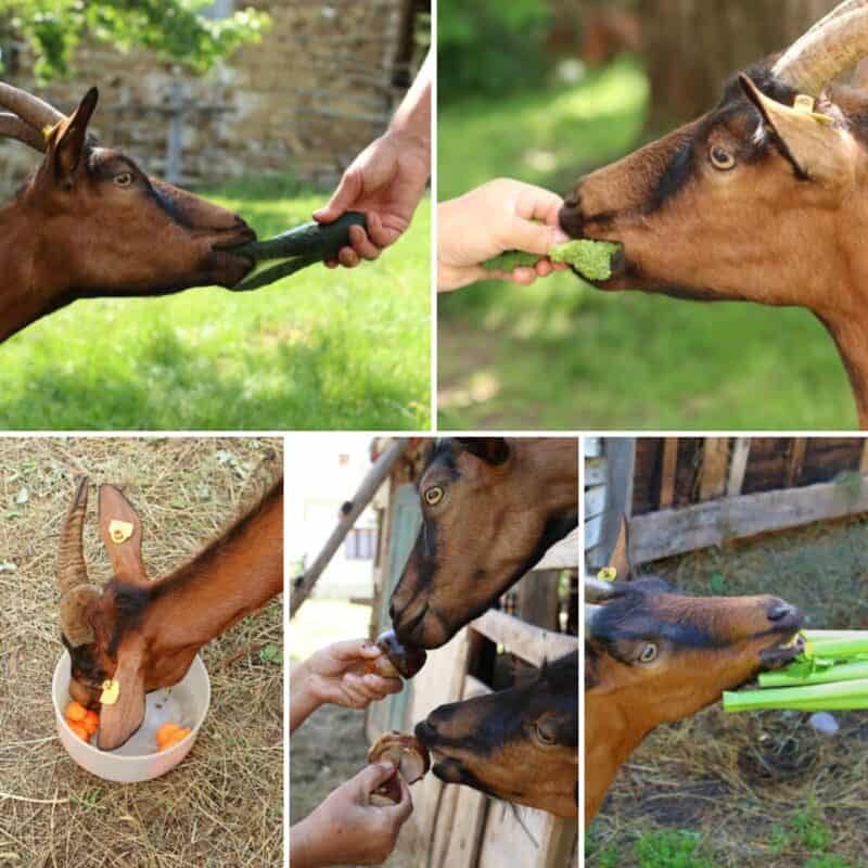 goats veggies collage