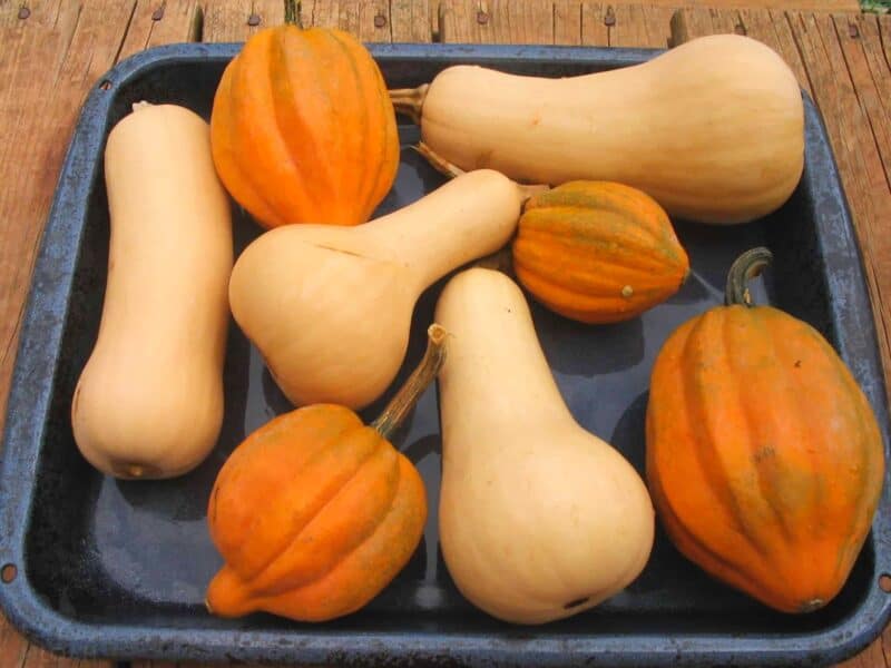 harvested acorn and butternut squashes