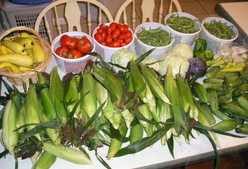 harvested corn zucchini tomatoes and peppers on table