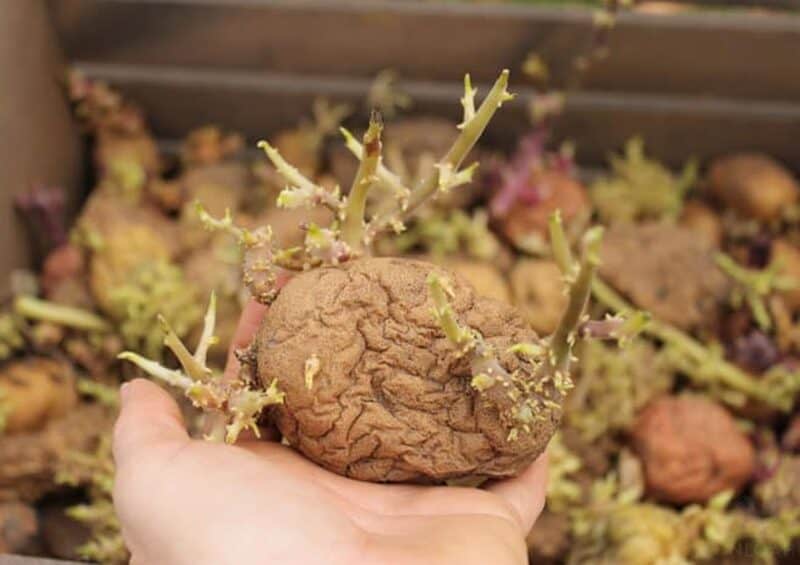 holding a seed potato in hand