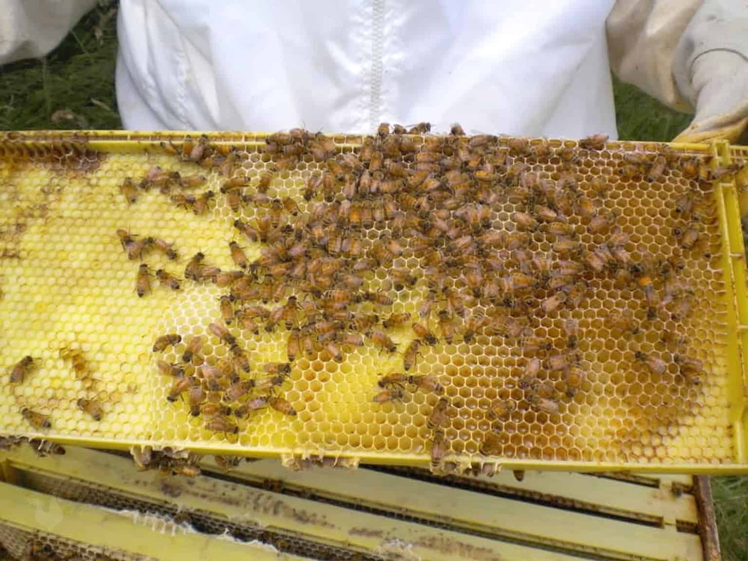 holding a super with honey and bees