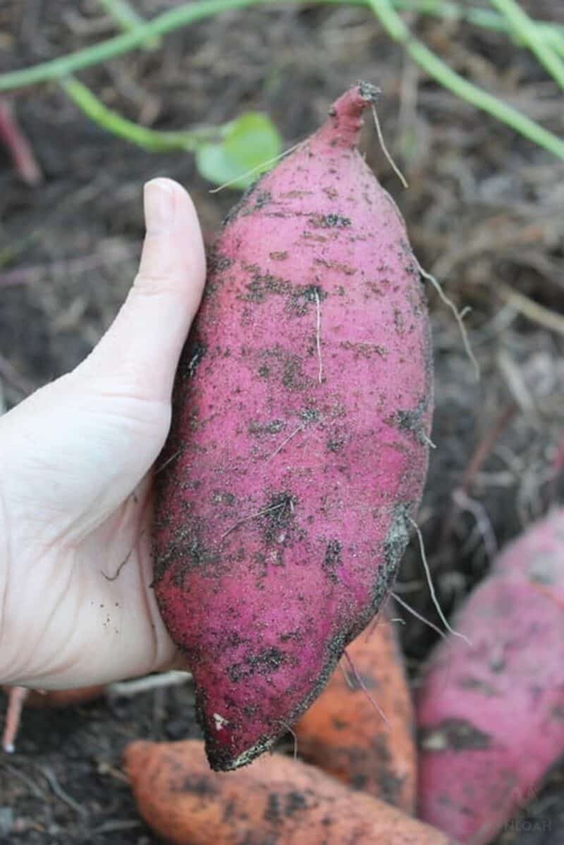 holding a sweet potato in hand