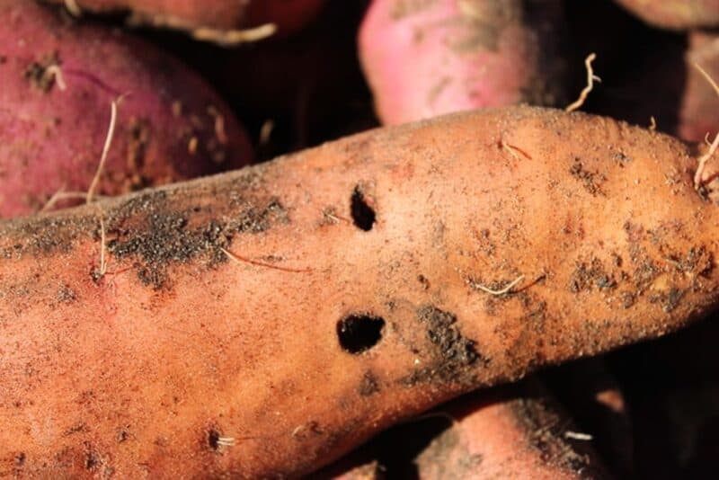 holes inside sweet potato