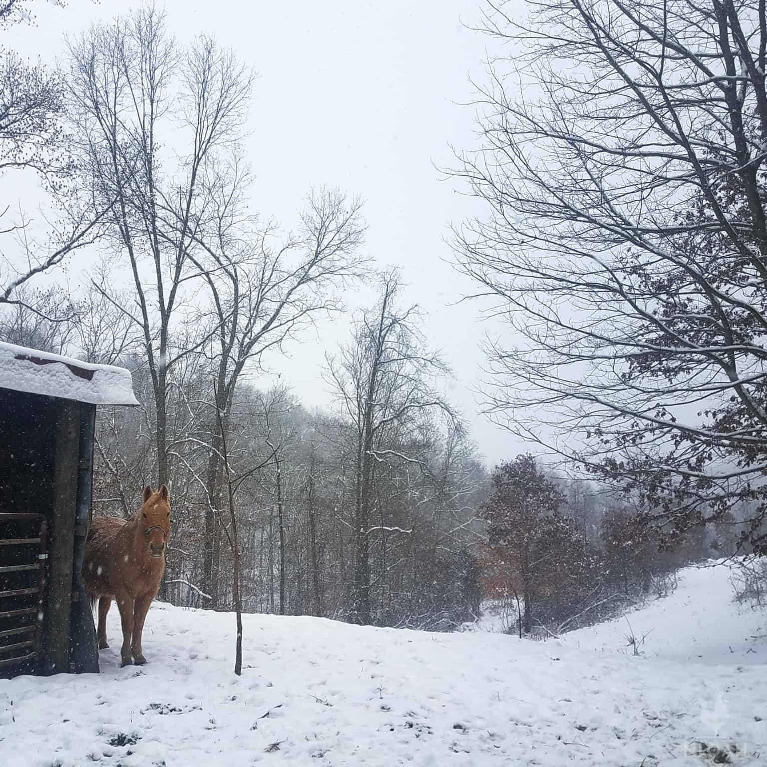 horse in snow by the barn