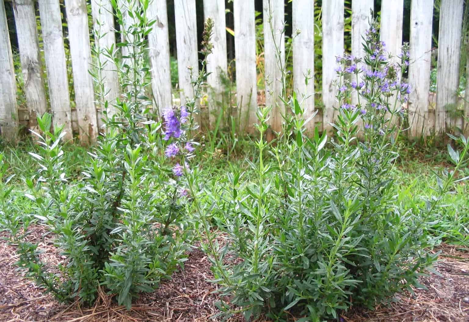 58 Companion Plants for Grapes
