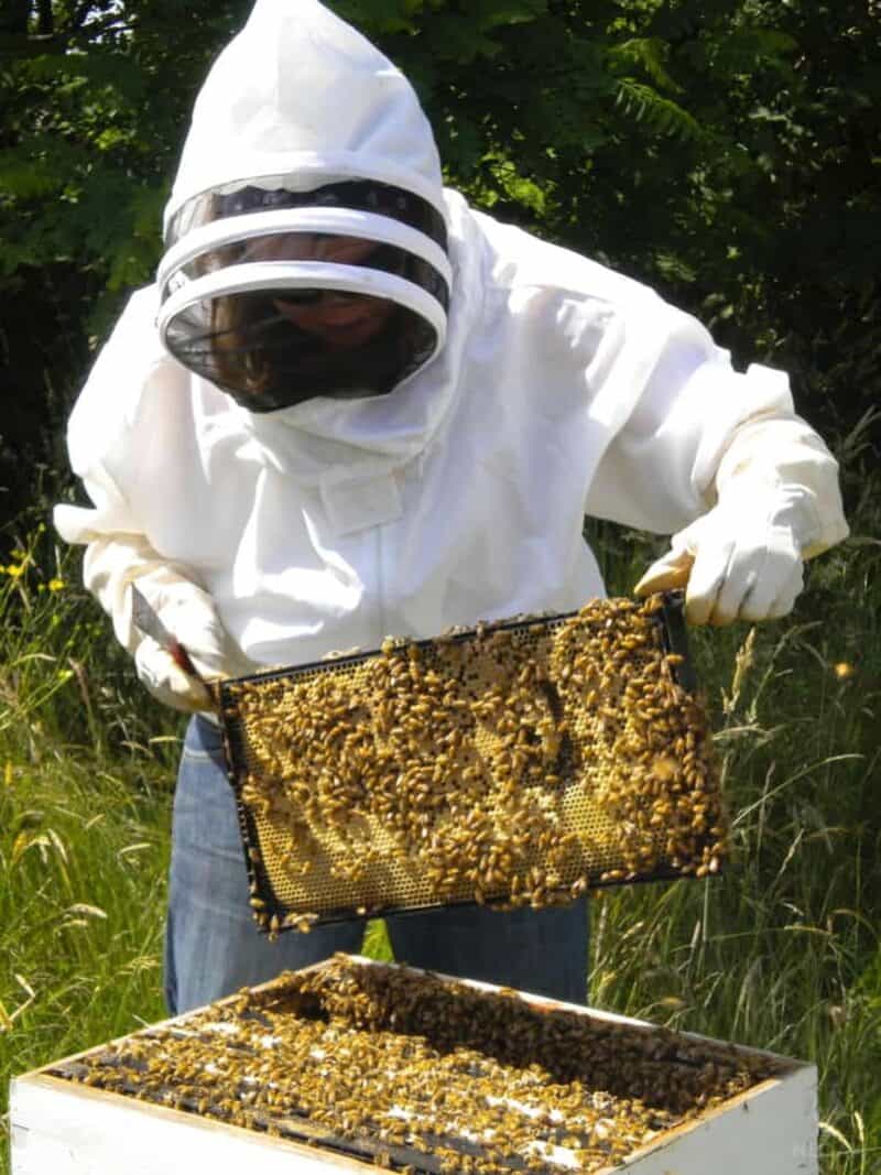 inspecting a beehive super