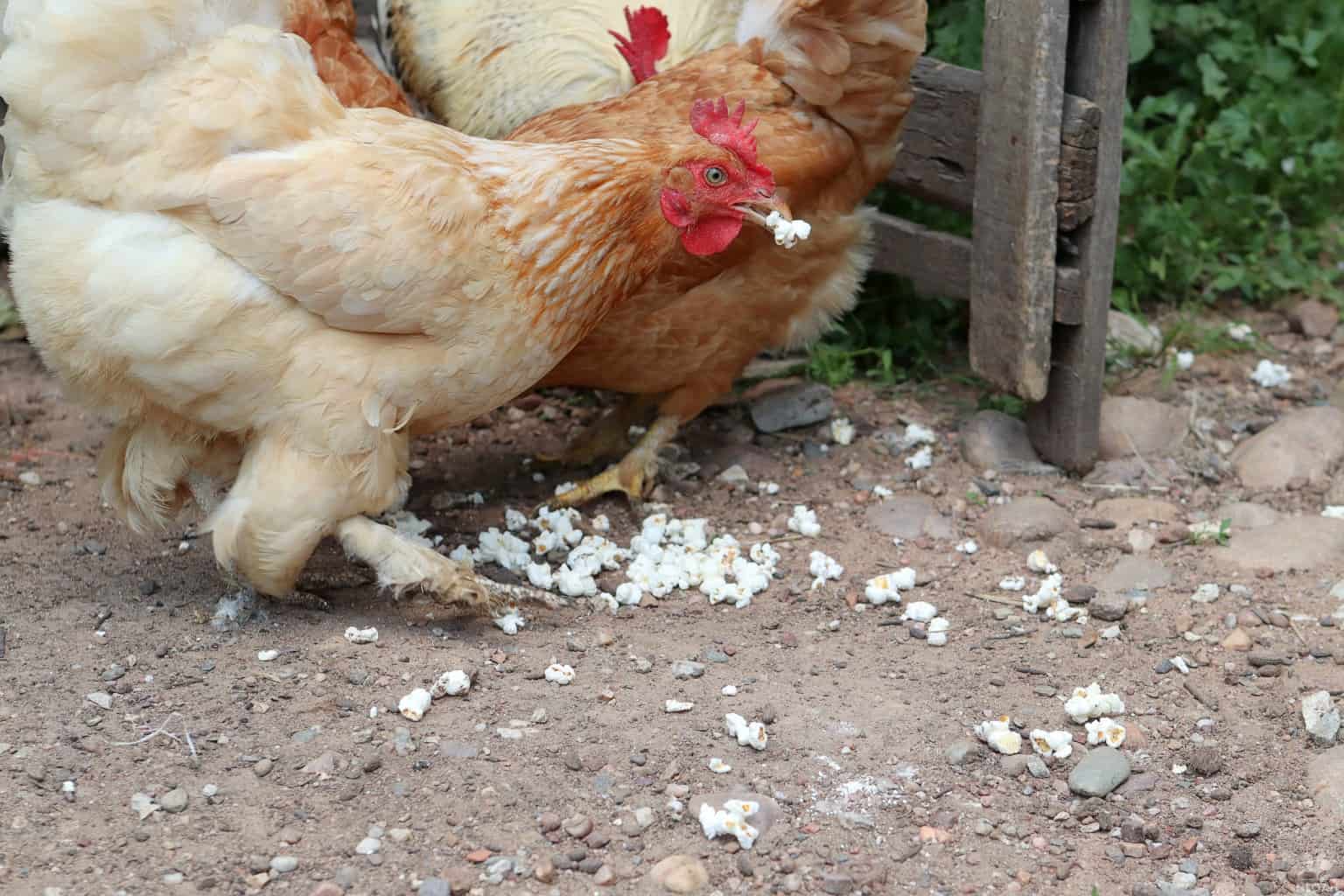just a chicken eating popcorn