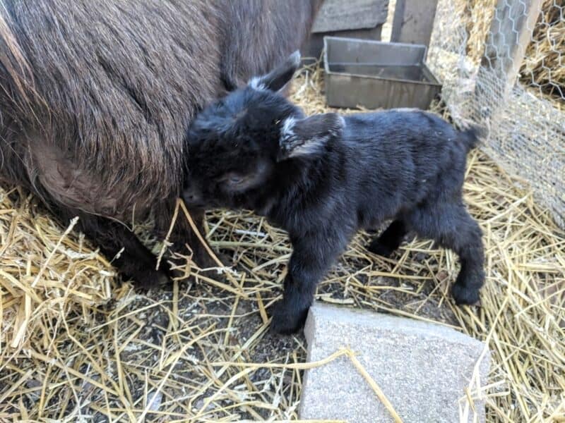 newborn baby goat
