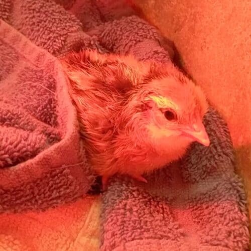 newly born chick on towel