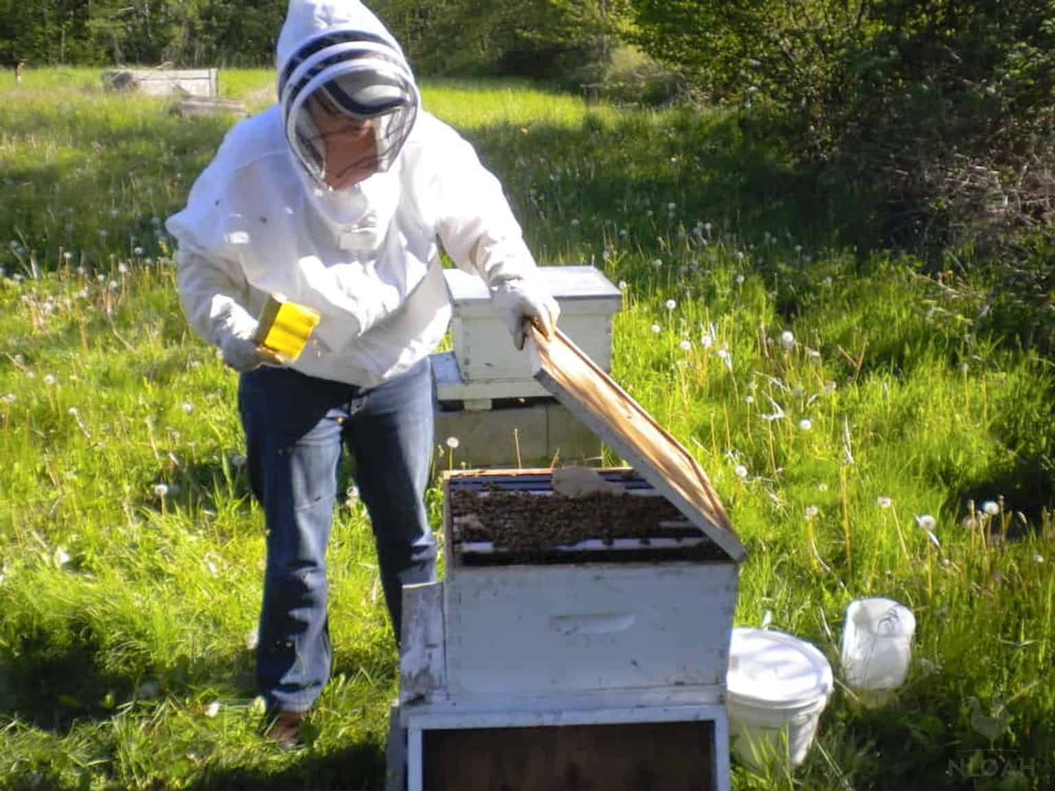 opening up a beehive