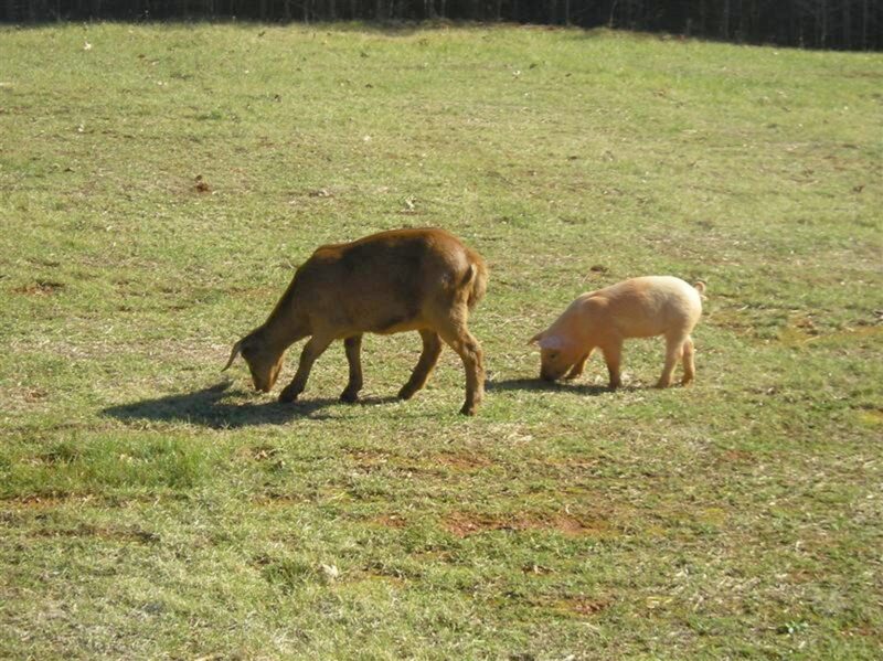 pig and goat free-ranging on pasture