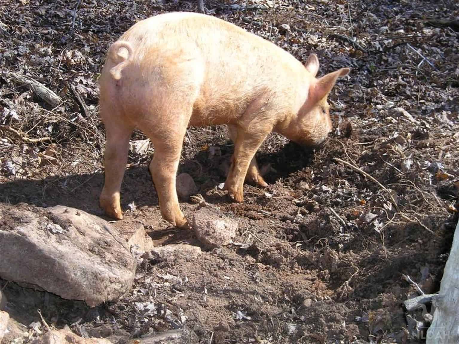 pig next to old stone rocks