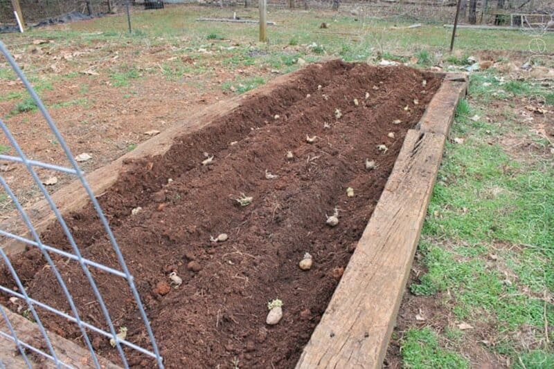potatoes planted in raised bed