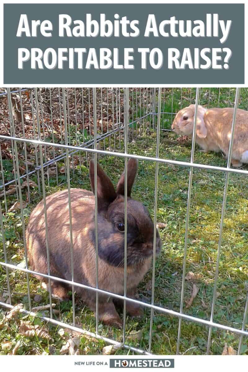 raising rabbits profitability pinterest