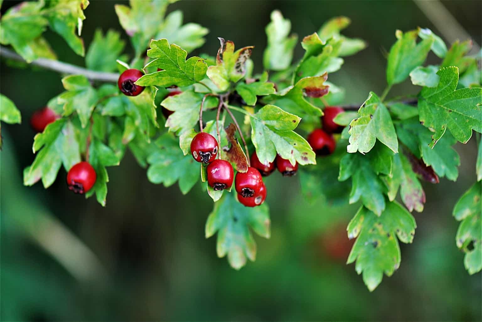 How to Grow and Use Rose Hips • New Life On A Homestead