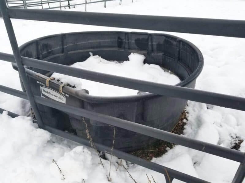 Rubbermaid water trough covered with snow