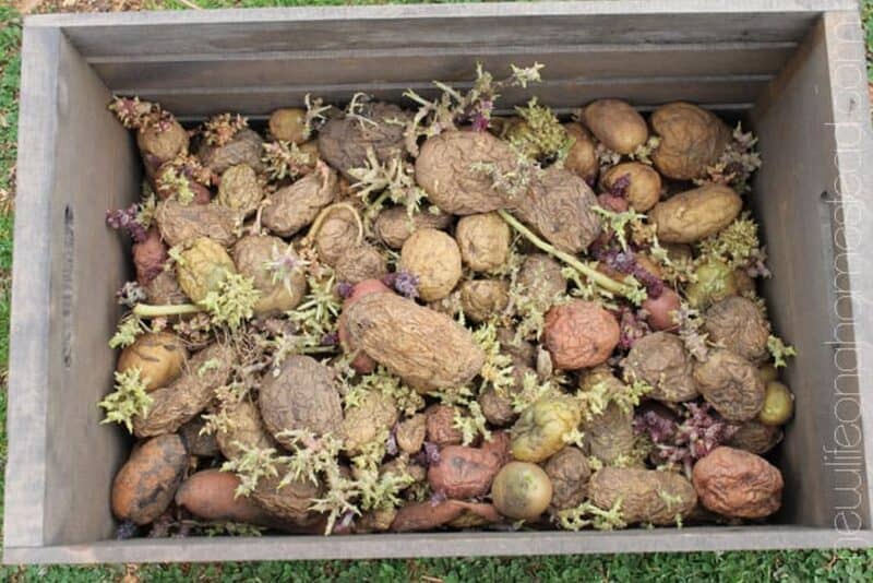 seed potatoes in bin