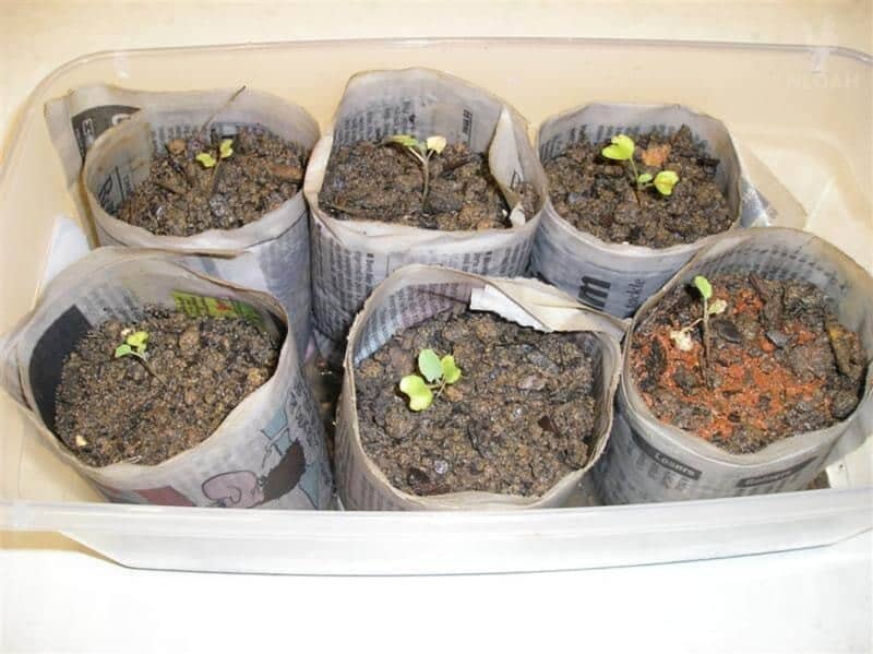 seedlings in paper pots