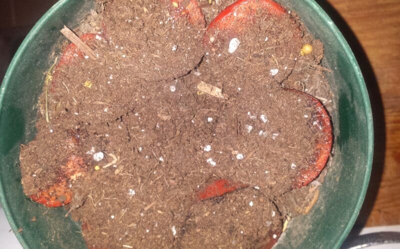 sliced tomatoes in pot covered with dirt to regrow