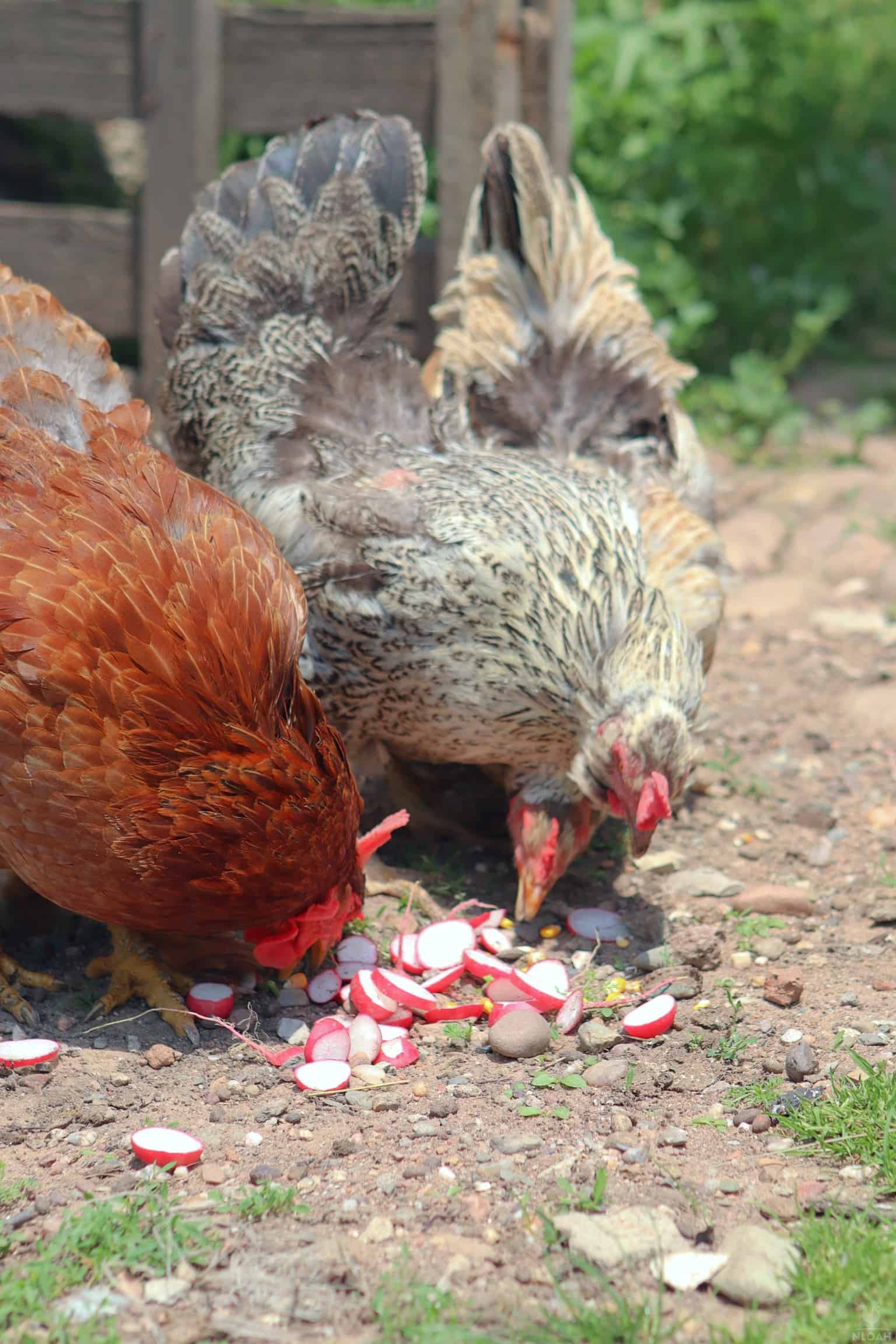 some chickens eating sliced radishes