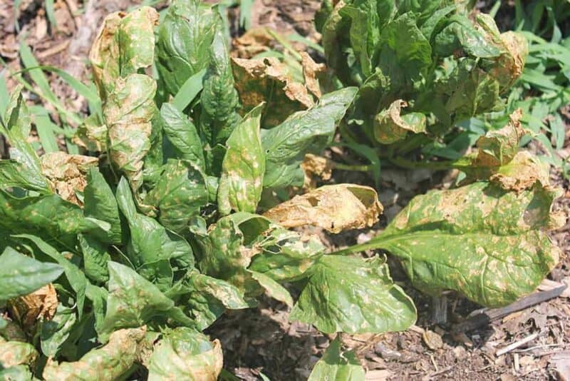 spinach plants with yellow leaves due to fungal wilt
